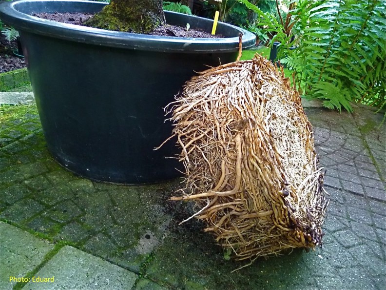 Peut-on planter un palmier près d'une piscine? | Système racinaire du  palmier | La Palmeraie fr