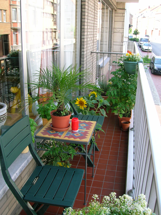 Exotique graines Alexander-Palme chambre plante balcon terrasse jardin d'hiver exot 