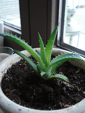 Multiply the Aloe vera | Propagation | La Palmeraie gb