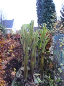 daarna kan je de bladeren er af doen en al aan de voet van de plant leggen