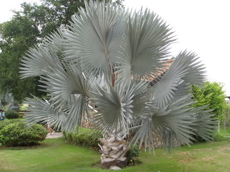 Bestand:Nobilis003.jpg