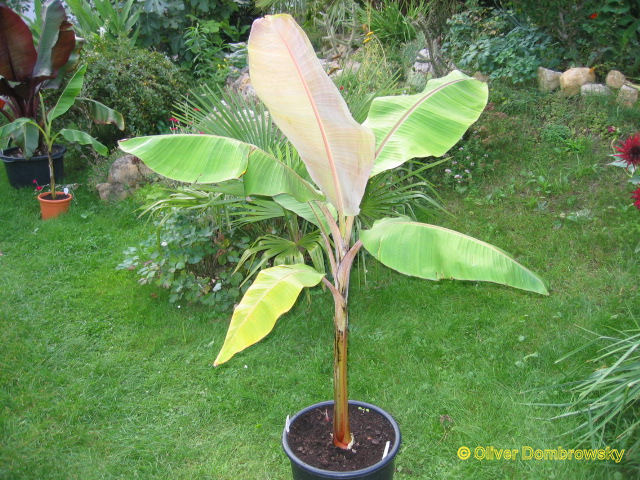 Bestand:Musa chini champa.jpg