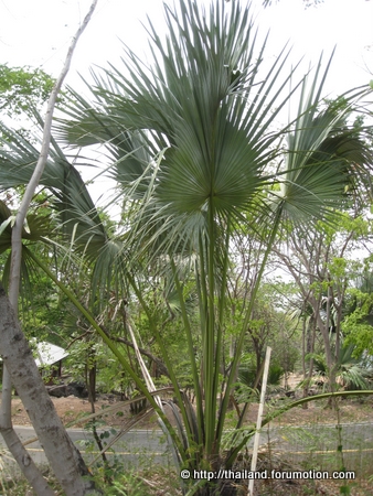 Bestand:Corypha lecomtei.jpg