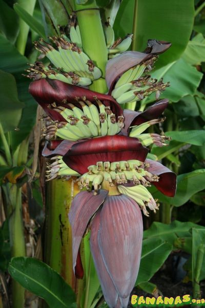 Bestand:Musa dwarf namwah bloem 2.jpg