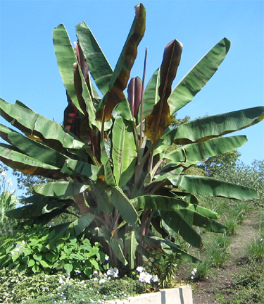 Bestand:Musa 'Bordelon'.jpg