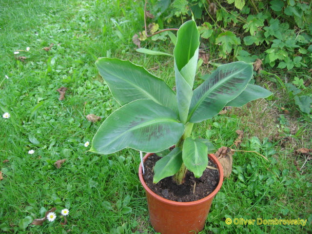 Bestand:Musa super dwarf cavendish.jpg