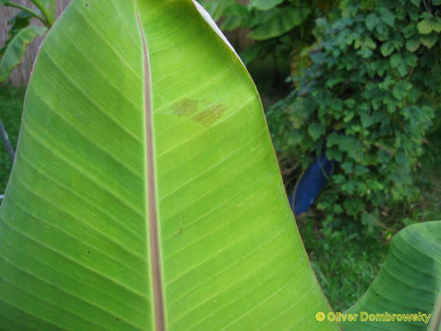 Bestand:Musa chini champa blad.jpg