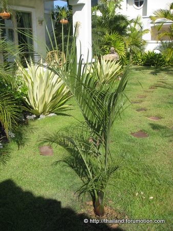 Bestand:Trianglepalm DypsisDecaryi.jpg