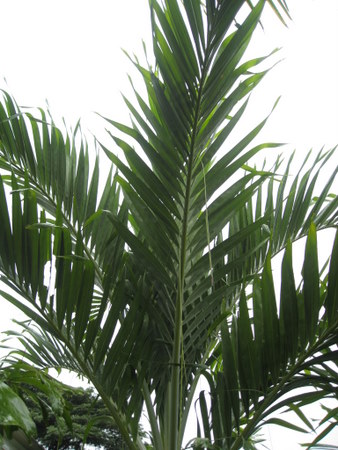 Bestand:IMG 1488.jpg