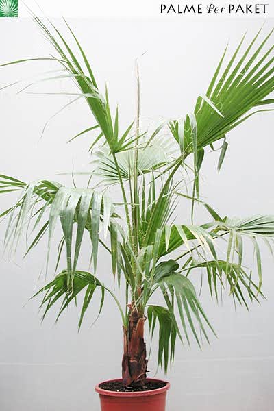Bestand:WasRob3.jpg
