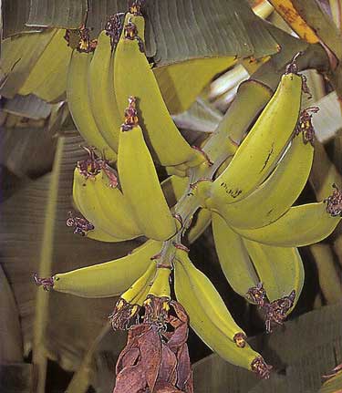 Bestand:Musa dwarf puerto rican bananen.jpg