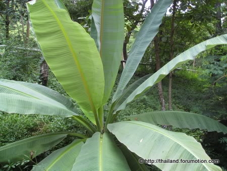 Bestand:Ensete glaucum Thailand.jpg