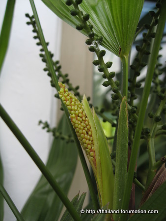 Bestand:IMG 5637.jpg