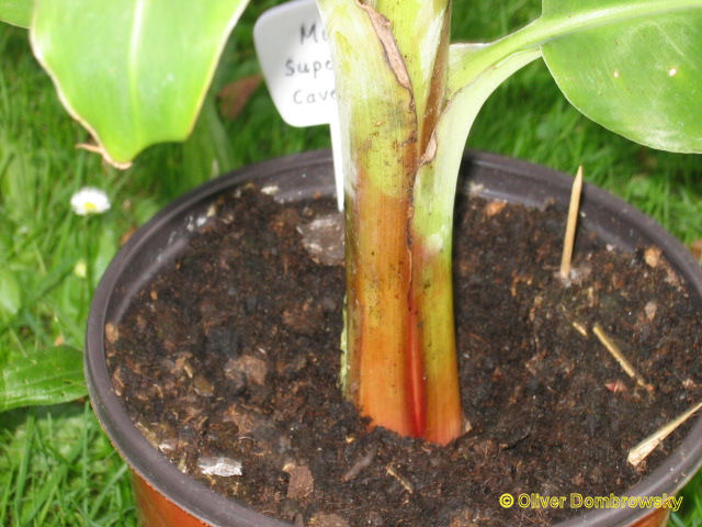 Bestand:Musa super dwarf cavendish stam.jpg