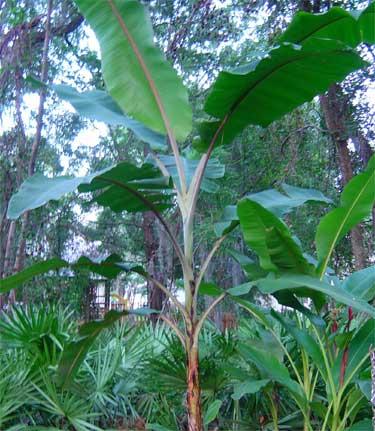Bestand:Musa 'Manzano' (Apple).jpg