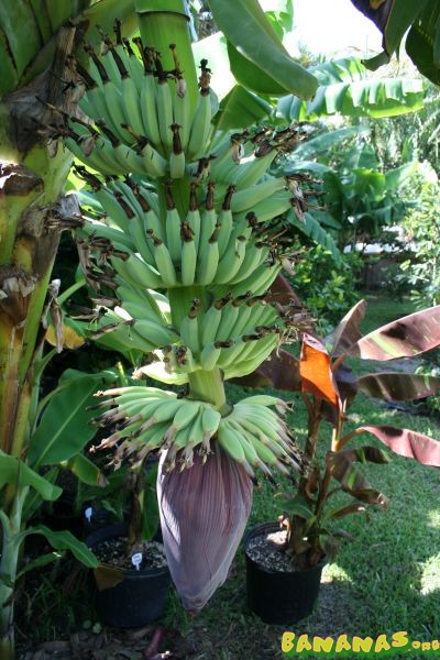 Bestand:Musa dwarf namwah bloem 3.jpg