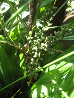 Bestand:Rhapis excelsa001.jpg