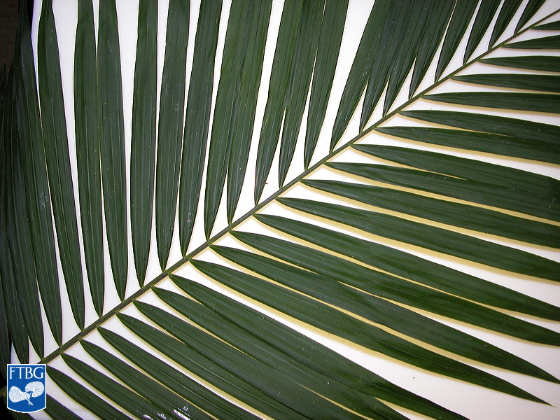 Bestand:Calamus longipinna blad.jpg