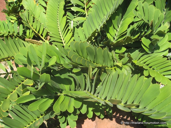 Bestand:Zamia furfuracea.jpg