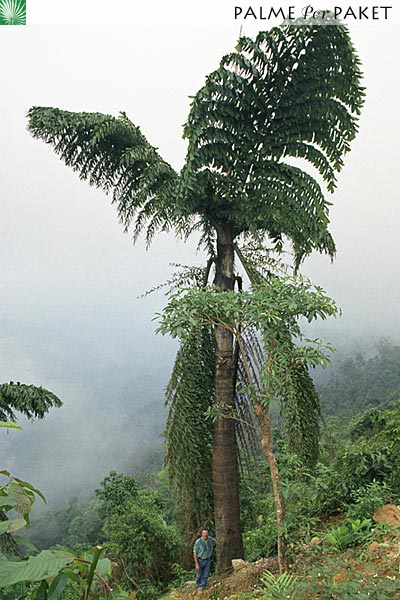 Bestand:CarObt.jpg