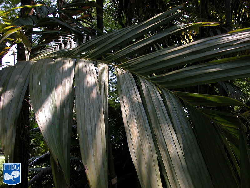 Bestand:Areca vestiaria blad (2).jpg