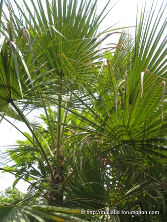 Bestand:Acoelorraphe wrightii 3.jpg