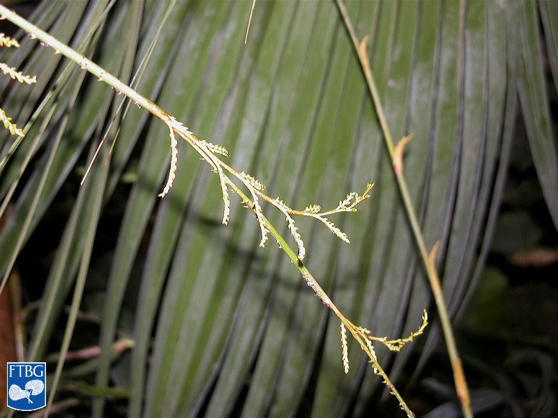 Bestand:Calamus tetradactylus bloei.jpg