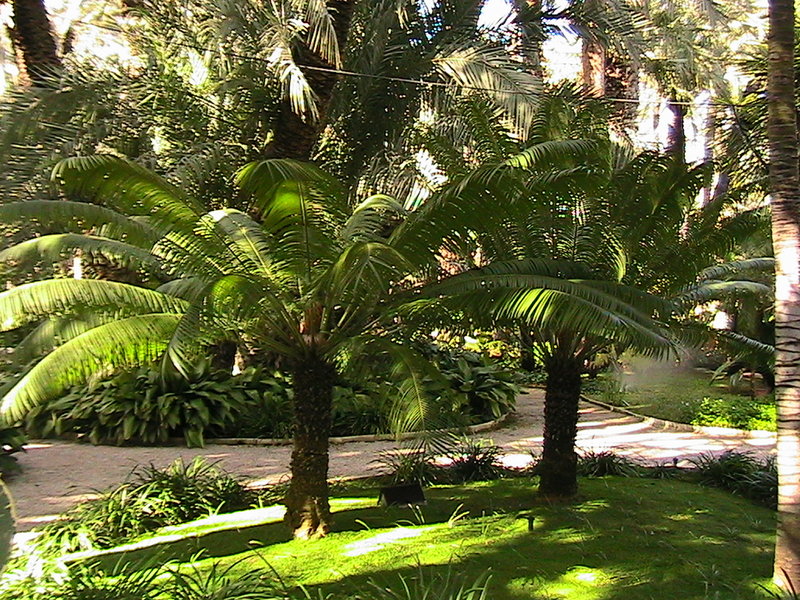 Bestand:Cycas circinalis.jpg