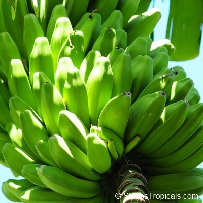 Bestand:Musa kandarian bananen.jpg