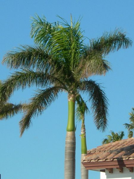 Bestand:Roystonea regia Boca Raton.jpg