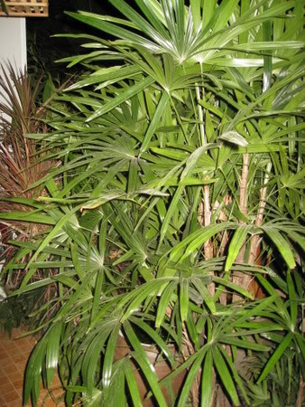Bestand:Rhapis excelsa005.jpg