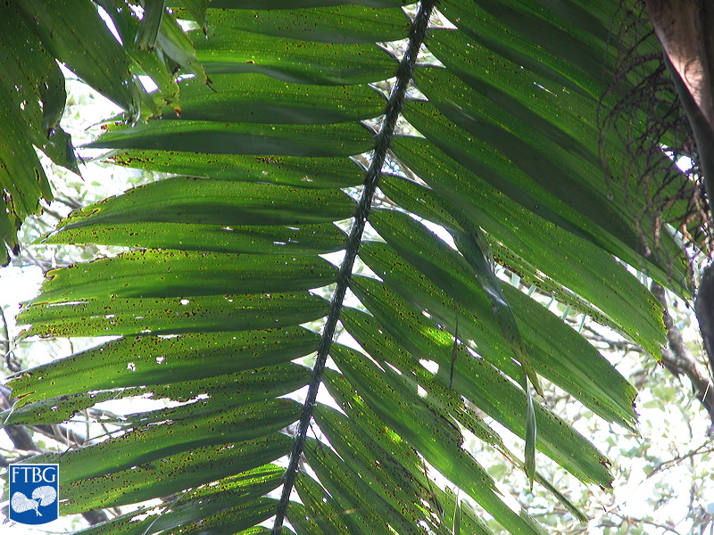 Bestand:Aiphanes minima (Macaw palm) blad.jpg