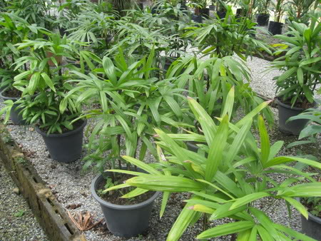 Bestand:Rhapis excelsa jong.jpg