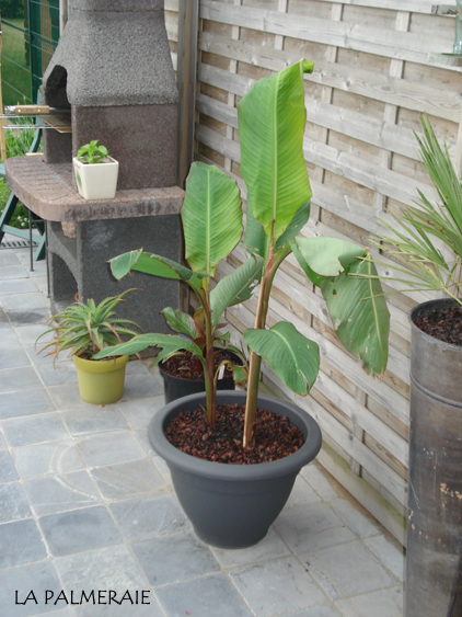 Bestand:Canna musafolia(1).jpg