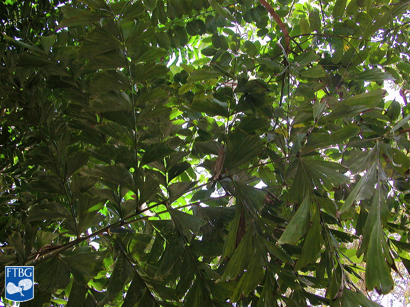 Bestand:Caryota rumphiana (Vissestaartpalm) bladeren (2).jpg