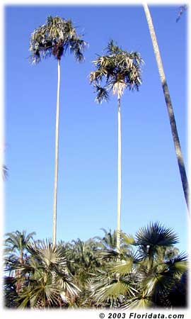 Bestand:Cocc ba1.jpg