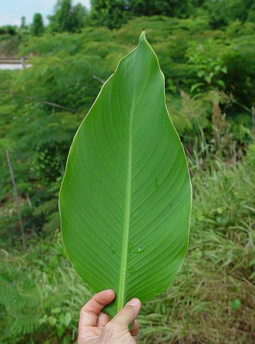 Bestand:Canna indica blad.jpg