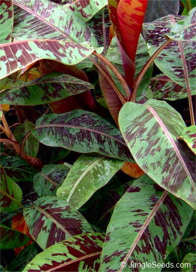 Bestand:Musa zebrina.jpg