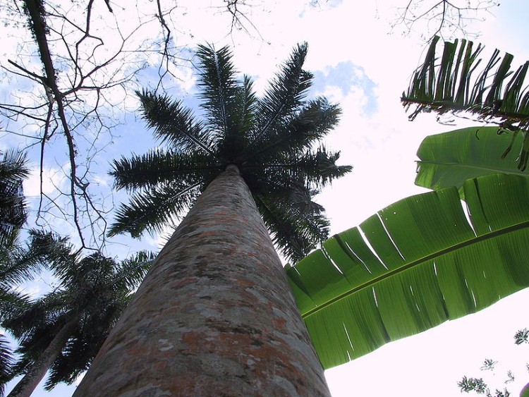 Bestand:Roystonea regia.jpg