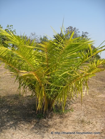 Bestand:Jonge palm 001.jpg