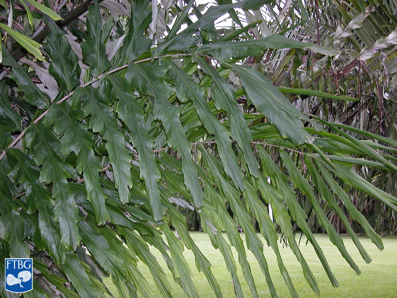 Bestand:Arenga undulatifolia blad (4).jpg
