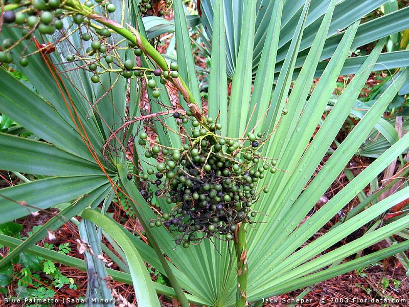Bestand:Sabal minor zaadvorming.jpg