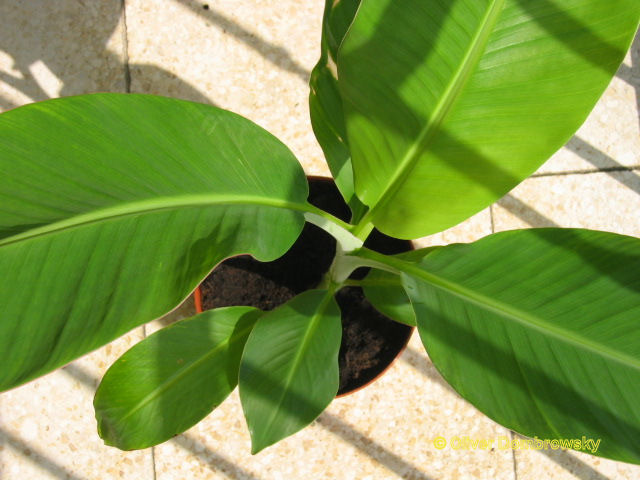Bestand:Musa Sweetheart 2.jpg