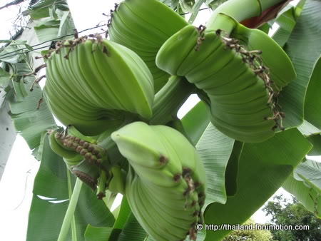 Bestand:Musa 'Praying Hands'.jpg