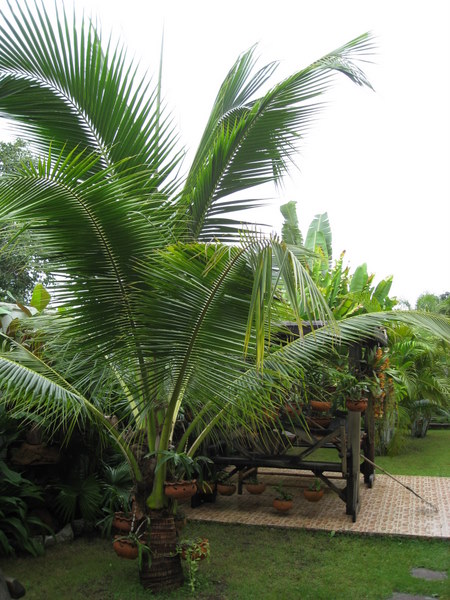 Bestand:Cocos nucifera Malayan Dwarf.jpg