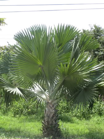Bestand:Groen001.jpg