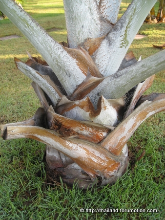 Bestand:Blue Latan Palm stam.jpg