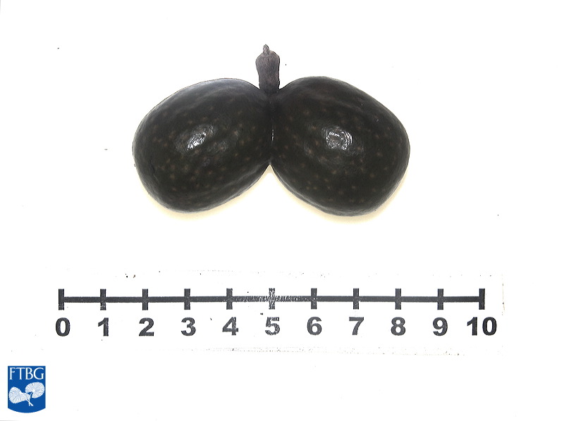 Bestand:Bismarckia nobilis zaden.jpg