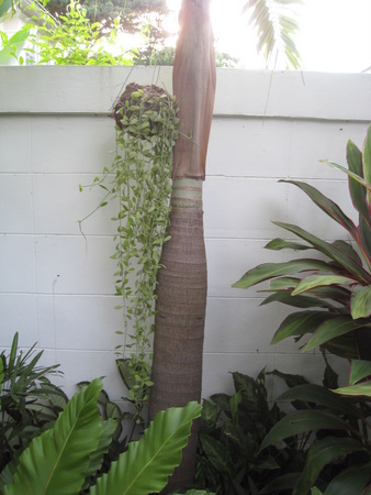 Bestand:IMG 5602.jpg