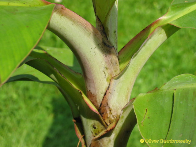 Bestand:Musa dwarf cavendish groeipunt.jpg